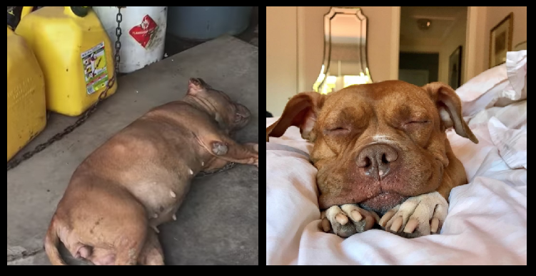 Dopo 8 anni legata ad un catena, un cane trova finalmente la casa dei suoi sogni