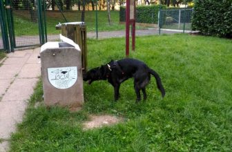 Monza, parte in vacanza e lascia il cane a casa: denunciato