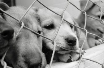 Come adottare un cane a distanza da un canile/rifugio
