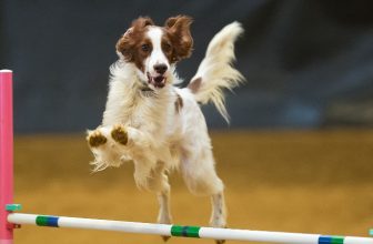 CHABASITE70®: Rimedio per lo Stress ossidativo nei cani sportivi