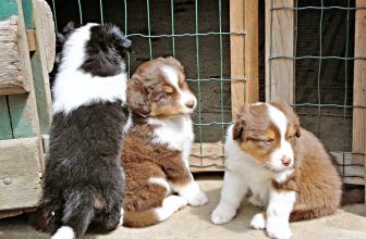 8000 Cuccioli importati illegalmente ogni settimana in Italia