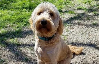 Cane abbandonato con una lettera al collo