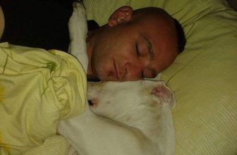 Un cane, Dogo argentino, condannato a morte in Danimarca (Mail bombing)