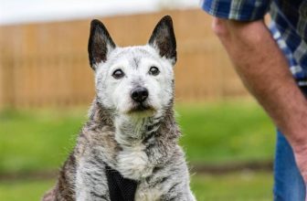 Storie incredibili: un cane di 23 anni