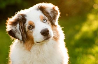 Maltratta il suo cane per strada: un pensionato sotto processo