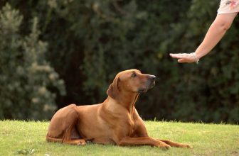 Educare il cane: 4 miti da sfatare