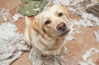 Ansia da separazione nel cane: come lasciarlo solo a casa