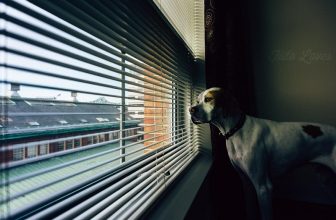 Il cane abbaia troppo: lite fra condomini in provincia di Salerno