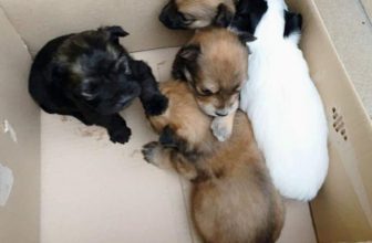 Assessore Cultura di Caltagirone filmato mentre Abbandona 4 Cuccioli