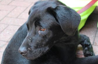 Cane lasciato in balcone sotto il sole, salvato da ENPA e Carabinieri