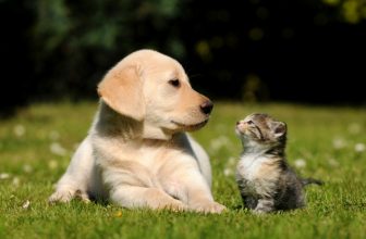 Che succede se il cane mangia cibo per gatti?