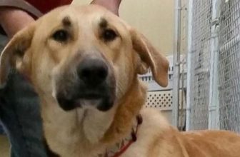 Caro Pezzo di Me**a: la lettera del volontario a chi ha abbandonato il Cane