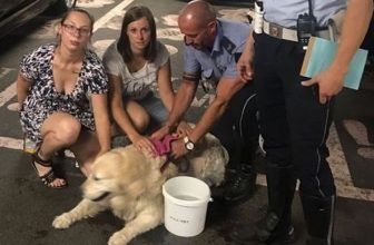 Cane lasciato in Auto per Andare in Piscina: Salvato dai Vigili
