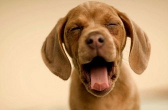 Perchè il cane sbadiglia?