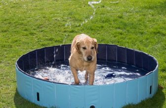 Piscina per cani: fresca estate anche per loro!