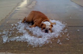 3 Cibi Rinfrescanti per il Cane d’Estate