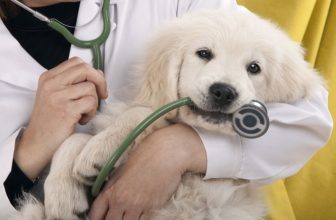 La sindrome del tessuto ovarico residuo nel cane