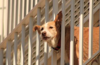 Cani lasciati in Balcone o alla Catena: ecco come Segnalarli e Salvarli