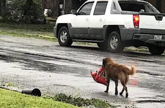 Uragano in Texas: il Cane che vaga con il sacco del cibo