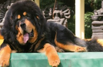 Usa: un giudice impone il taglio delle corde vocali ad un gruppo di cani