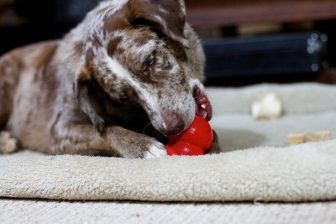 Kong per cani: un gioco utile e stimolante