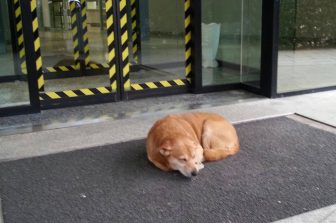 Il proprietario è ricoverato: il cane Leo lo aspetta per giorni davanti all’Ospedale
