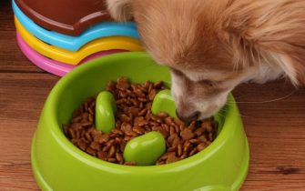 Ciotola per cani voraci: la soluzione per rallentare il pasto