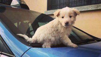 7 cuccioli chiusi in valigia: due persone denunciate