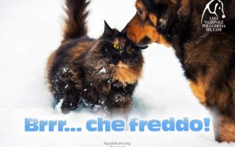 Difendere il cane dal freddo: 10 Consigli dalla Lega del Cane