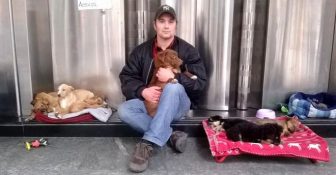 Il “signore dei cuccioli” di Palermo agli arresti domiciliari