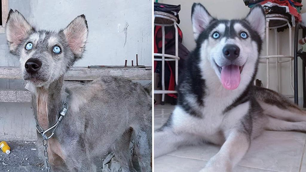 L’incredibile trasformazione di Hope, da cane morente a cane meraviglioso