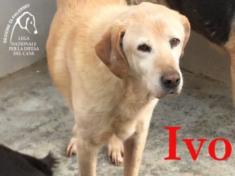 I tesori nascosti nei canili – Ivo