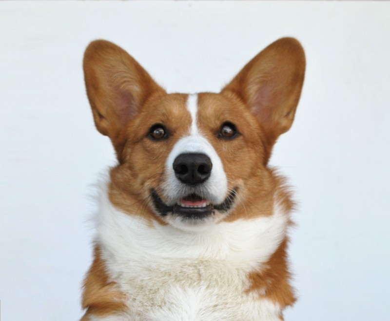 Welsh Corgi