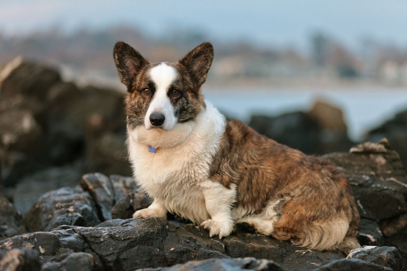 Welsh Corgi