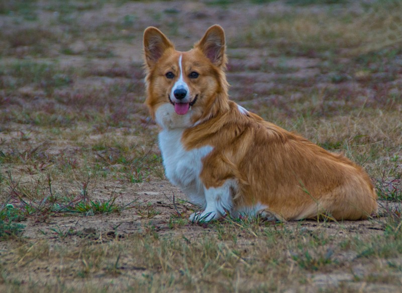 Welsh Corgi